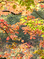 P1130660_thumb.png